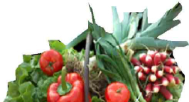 AMAP panier légumes Bio